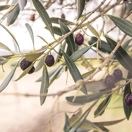 Tour Catalane Дом отдыха *