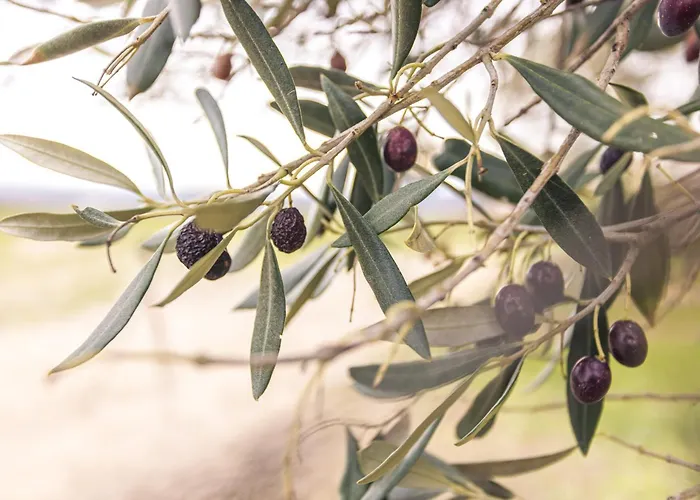 Tour Catalane Дом отдыха *